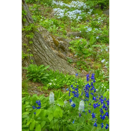 USA, Pennsylvania Spring scenic